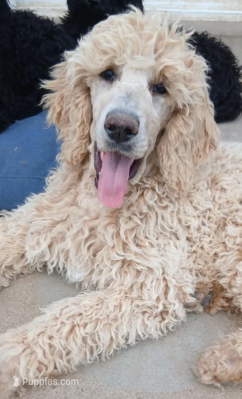 cream – Poodle - Standard  puppy for sale in Littleton, CO