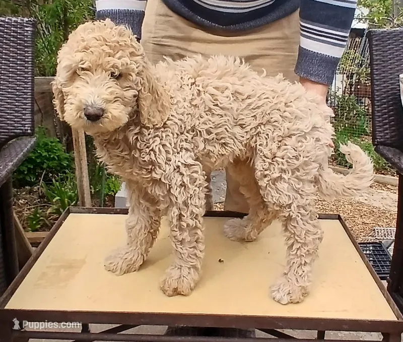cream – Poodle - Standard  puppy for sale in Littleton, CO