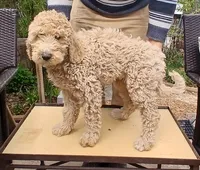 cream, a female Poodle - Standard  for sale in Littleton, CO – Photo 1 of 3