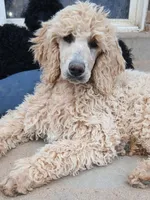 cream, a female Poodle - Standard  for sale in Littleton, CO – 3 of 7
