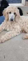 cream, a female Poodle - Standard  for sale in Littleton, CO – 4 of 7