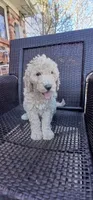 cream, a female Poodle - Standard  for sale in Littleton, CO – 6 of 7