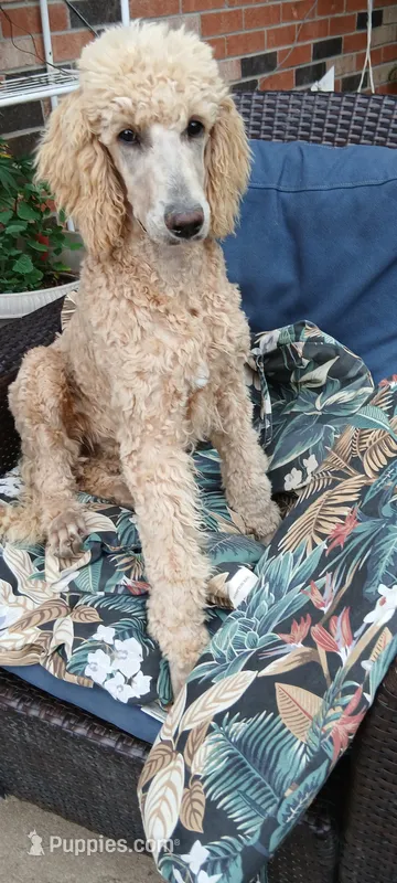 cream – Poodle - Standard  puppy for sale in Littleton, CO