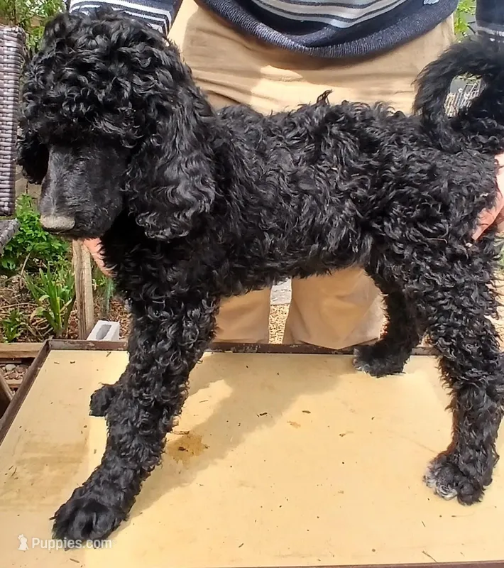 black fy – Poodle - Standard  puppy for sale in Littleton, CO