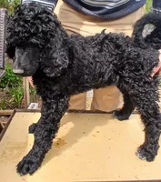 black fy, a female Poodle - Standard  for sale in Littleton, CO – Photo 1 of 2