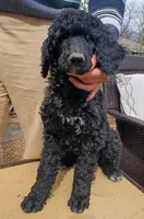 black fy, a female Poodle - Standard  for sale in Littleton, CO – Photo 2 of 2