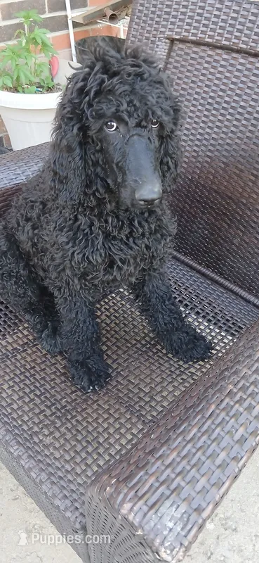 black f – Poodle - Standard  puppy for sale in Littleton, CO