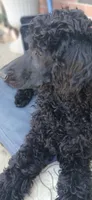 black m , a male Poodle - Standard  for sale in Littleton, CO – 2 of 10