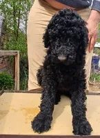 black m , a male Poodle - Standard  for sale in Littleton, CO – Photo 2 of 2