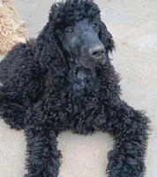 black m , a male Poodle - Standard  for sale in Littleton, CO – 6 of 10