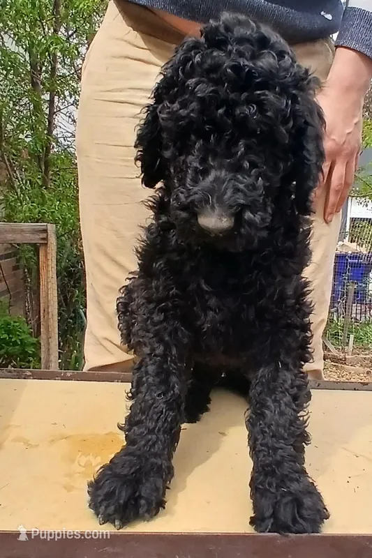 black m  – Poodle - Standard  puppy for sale in Littleton, CO