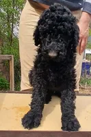 black m , a male Poodle - Standard  for sale in Littleton, CO – Photo 1 of 2
