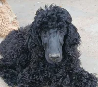 black m , a male Poodle - Standard  for sale in Littleton, CO – 7 of 10