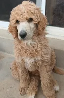 apricot, a male Poodle - Standard  for sale in Littleton, CO – Photo 2 of 3