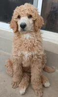 apricot, a male Poodle - Standard  for sale in Littleton, CO – Photo 1 of 3