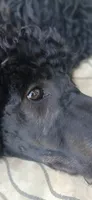 black m , a male Poodle - Standard  for sale in Littleton, CO – 3 of 10