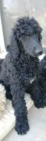 black, a female Poodle - Standard  for sale in Littleton, CO – 2 of 6
