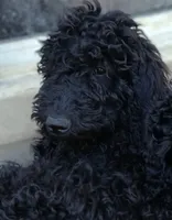 black f, a female Poodle - Standard  for sale in Littleton, CO – 5 of 5