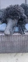 black m , a male Poodle - Standard  for sale in Littleton, CO – 9 of 9