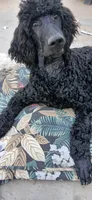 black f, a female Poodle - Standard  for sale in Littleton, CO – 3 of 6