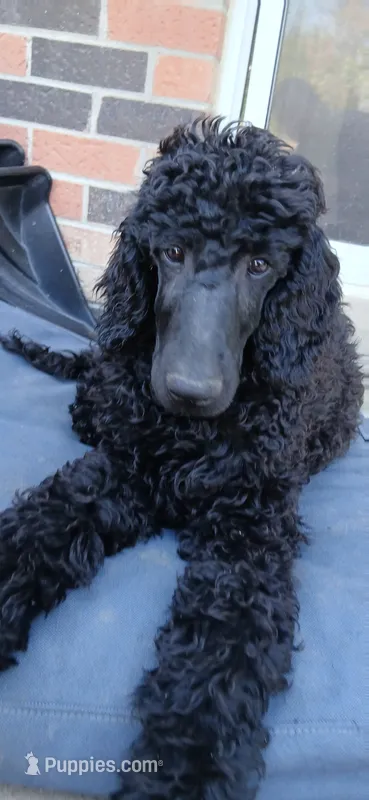 black m  – Poodle - Standard  puppy for sale in Littleton, CO