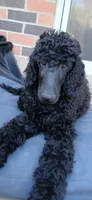 black m , a male Poodle - Standard  for sale in Littleton, CO – 4 of 10
