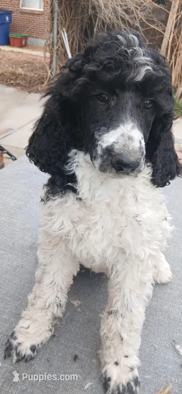 party – Poodle - Standard  puppy for sale in Littleton, CO