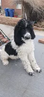 party, a male Poodle - Standard  for sale in Littleton, CO – Photo 3 of 5
