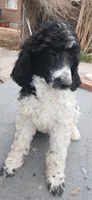 party, a male Poodle - Standard  for sale in Littleton, CO – Photo 2 of 5