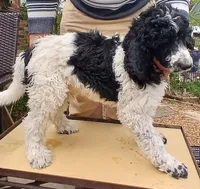 party, a male Poodle - Standard  for sale in Littleton, CO – Photo 4 of 5