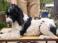 party, a male Poodle - Standard  for sale in Littleton, CO – Photo 5 of 5