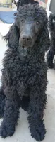black m , a male Poodle - Standard  for sale in Littleton, CO – 8 of 10