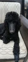 black, a female Poodle - Standard  for sale in Littleton, CO – 7 of 7