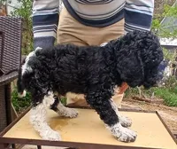 party black, a male Poodle - Standard  for sale in Littleton, CO – Photo 4 of 5