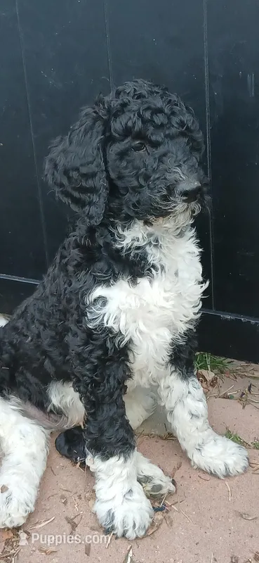 party black – Poodle - Standard  puppy for sale in Littleton, CO