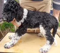 party black, a male Poodle - Standard  for sale in Littleton, CO – Photo 5 of 5