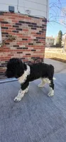 party black, a male Poodle - Standard  for sale in Littleton, CO – Photo 3 of 5