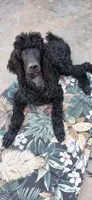black f, a female Poodle - Standard  for sale in Littleton, CO – 2 of 6