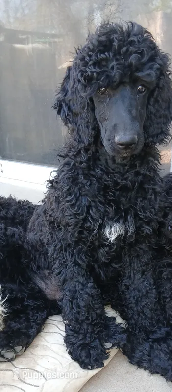 black – Poodle - Standard  puppy for sale in Littleton, CO