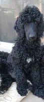 black, a female Poodle - Standard  for sale in Littleton, CO – 1 of 6