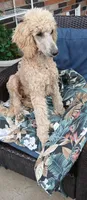 cream, a female Poodle - Standard  for sale in Littleton, CO – 8 of 8