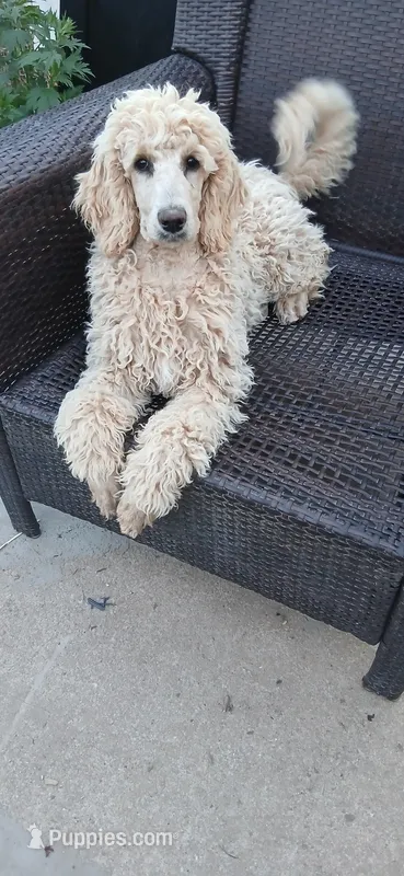 cream – Poodle - Standard  puppy for sale in Littleton, CO