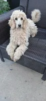 cream, a female Poodle - Standard  for sale in Littleton, CO – 2 of 8