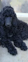 black, a female Poodle - Standard  for sale in Littleton, CO – 3 of 6
