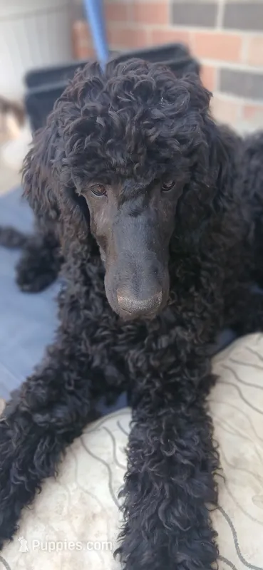 black m  – Poodle - Standard  puppy for sale in Littleton, CO