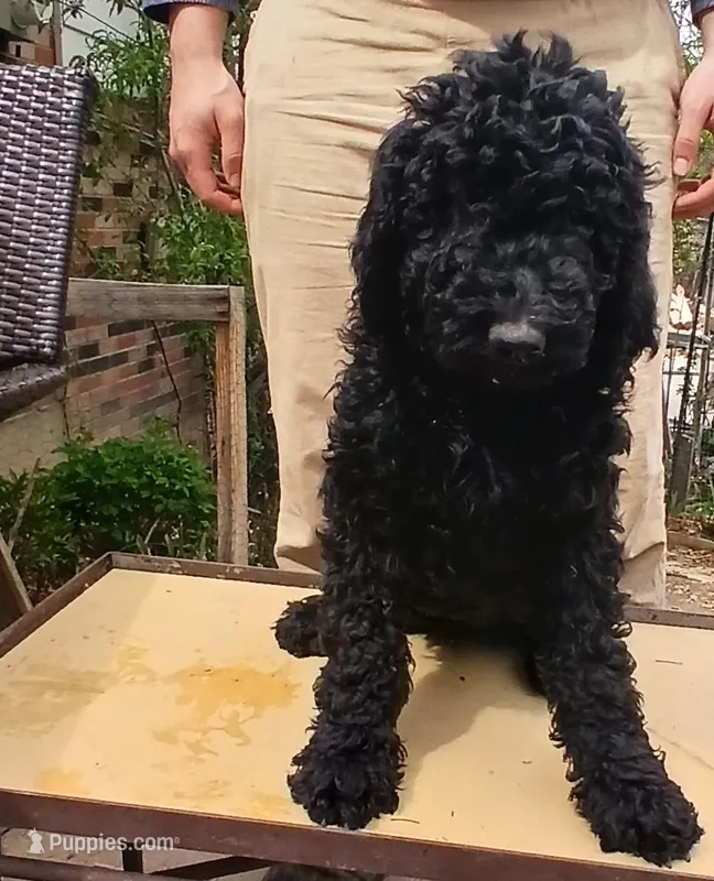 black ff – Poodle - Standard  puppy for sale in Littleton, CO