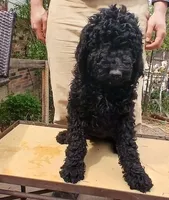 black ff, a female Poodle - Standard  for sale in Littleton, CO – Photo 3 of 3