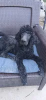 black m , a male Poodle - Standard  for sale in Littleton, CO – 8 of 9