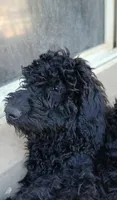 black f, a female Poodle - Standard  for sale in Littleton, CO – 4 of 5