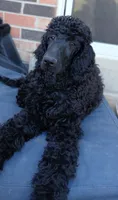 black m , a male Poodle - Standard  for sale in Littleton, CO – 5 of 10
